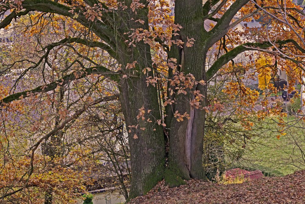 Herbstlicher Eichenbaum