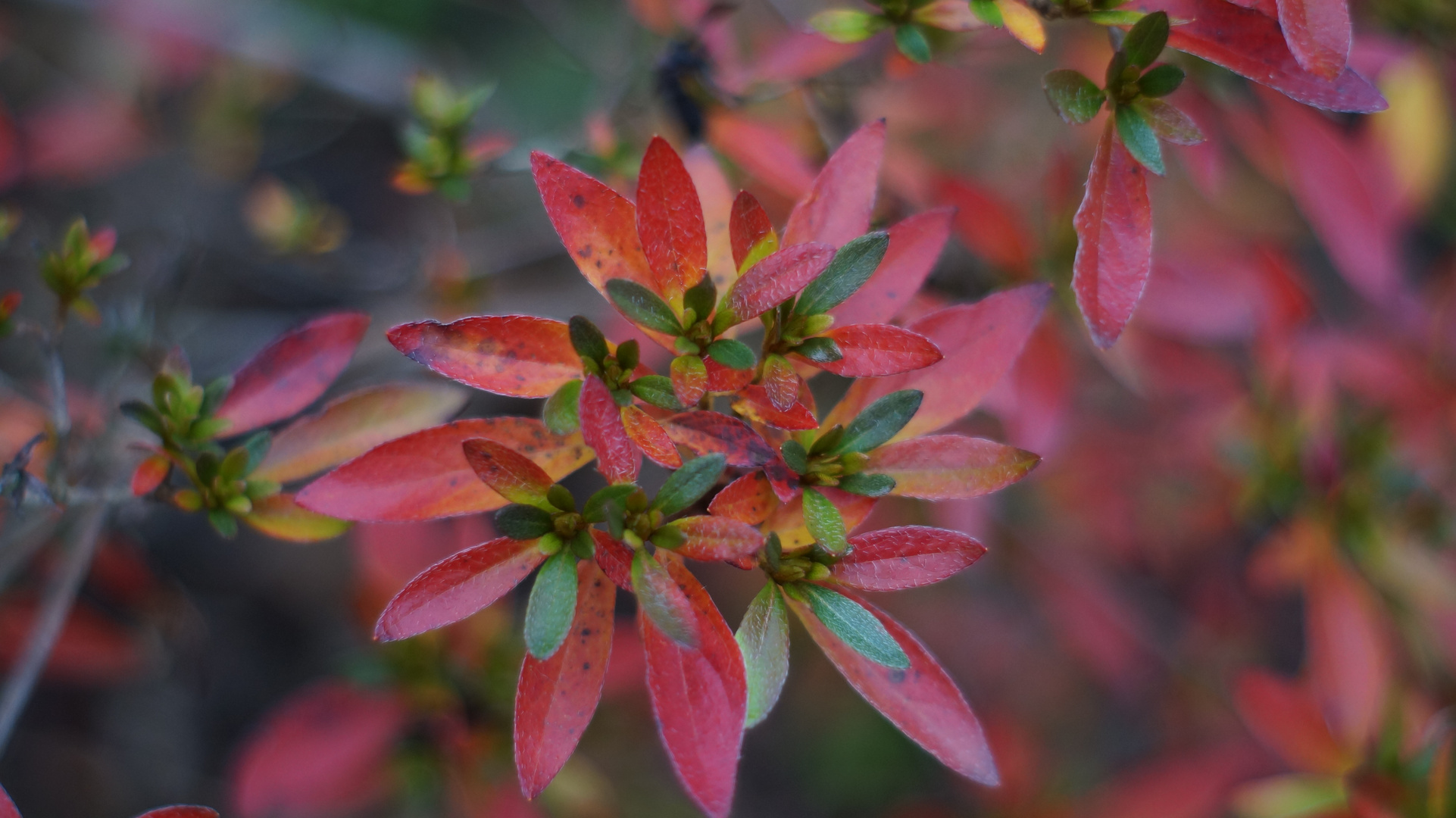 Herbstlicher Eindruck