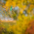 herbstlicher Eisvogel am Teich