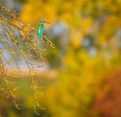 herbstlicher Eisvogel am Teich