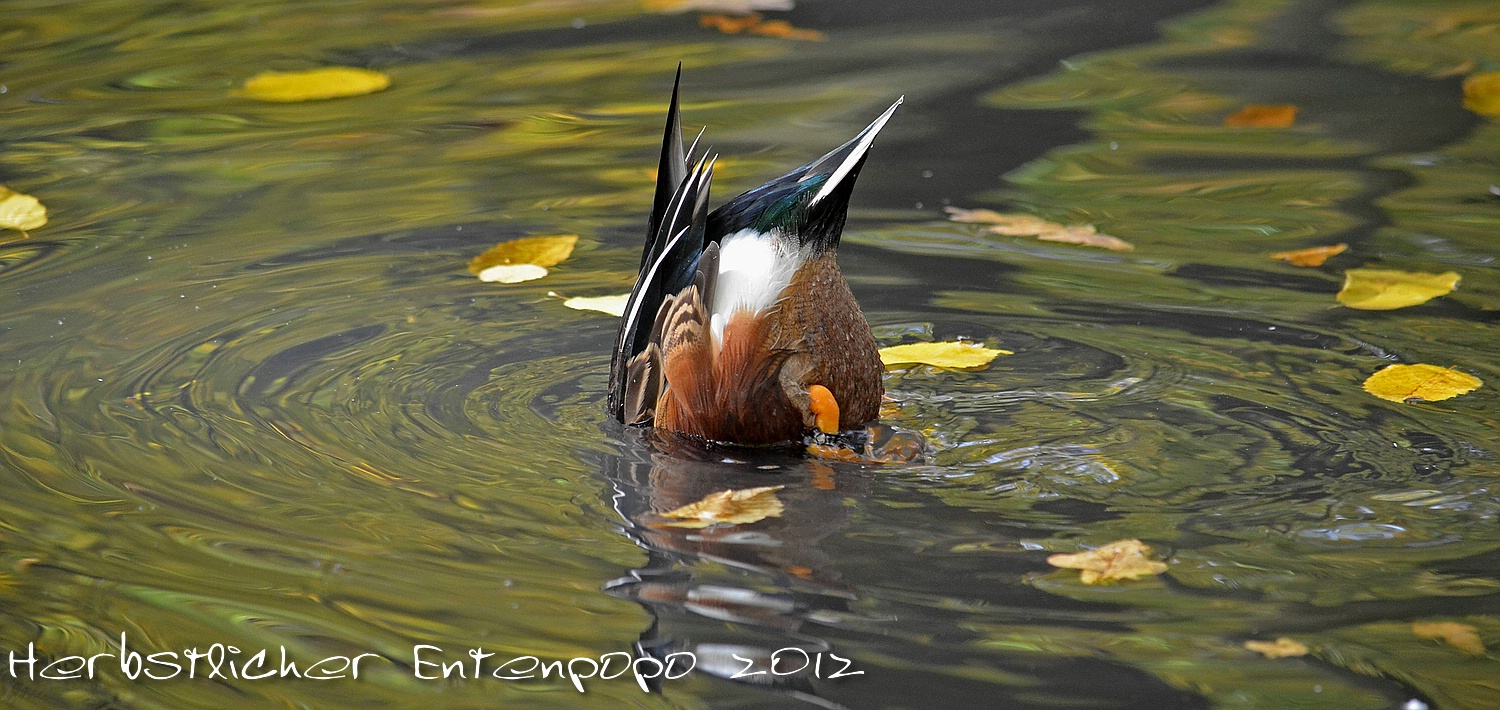 Herbstlicher Entenpopo