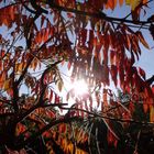 herbstlicher Essigbaum