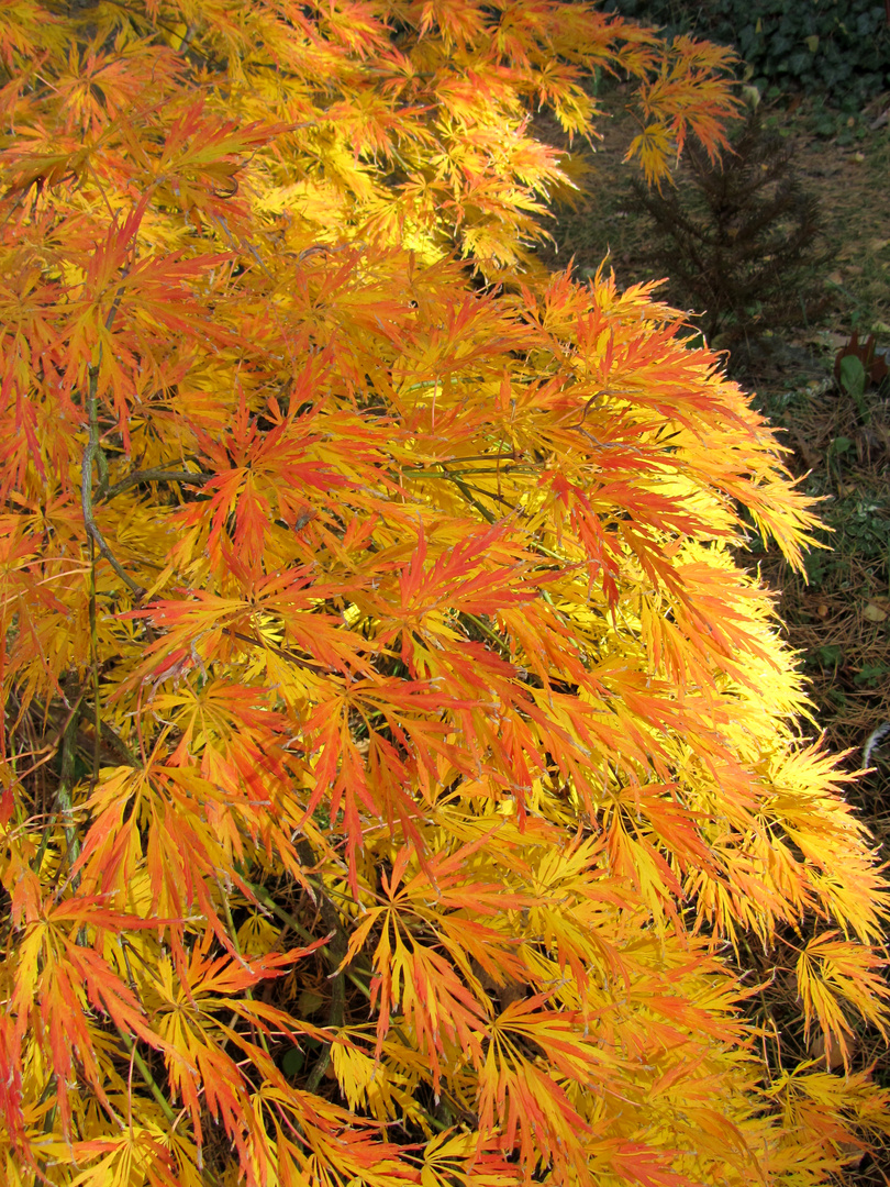 Herbstlicher Fächerahorn