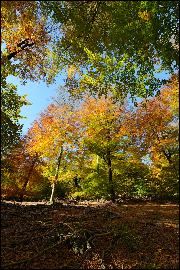 [ Herbstlicher Farb-Flash ]