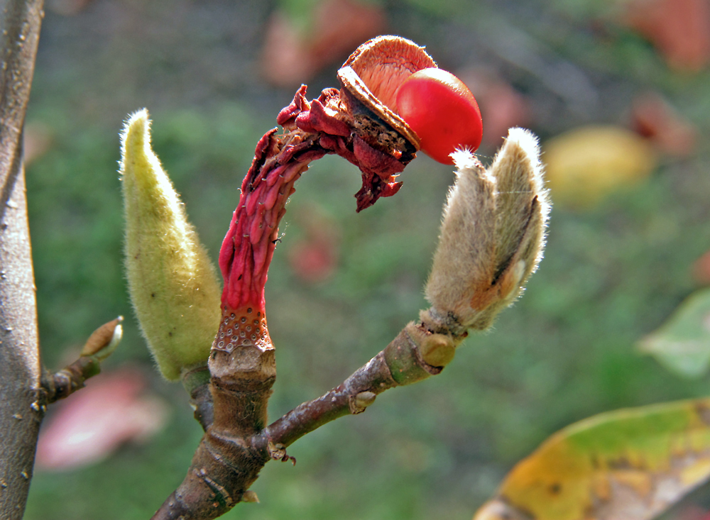 HERBSTLICHER FARBEN-ZAUBER