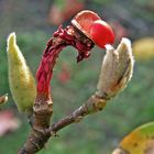 HERBSTLICHER FARBEN-ZAUBER