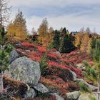 herbstlicher Farbenrausch