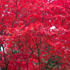 Herbstlicher Farbenrausch