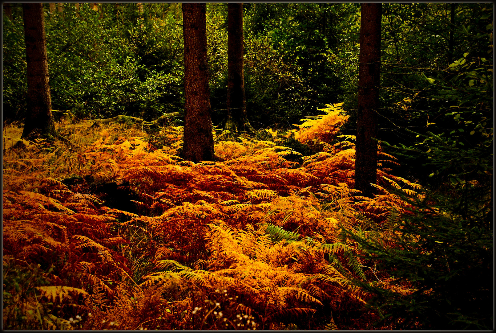 Herbstlicher Farbenrausch