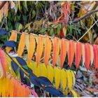 herbstlicher Farbenrausch