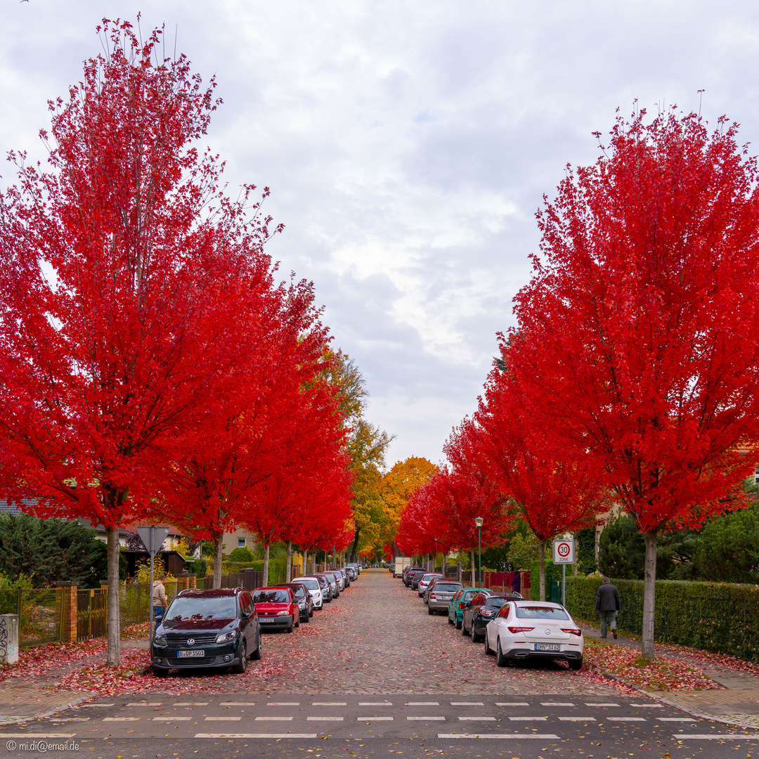 Herbstlicher Farbenrausch im Oktober (1)