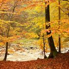 Herbstlicher Farbenzauber