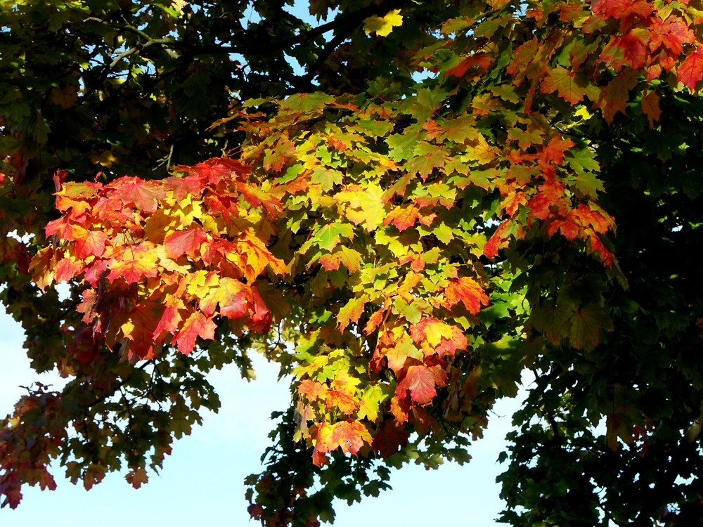 Herbstlicher Farbenzauber