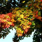Herbstlicher Farbenzauber