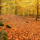 Herbstlicher Farbenzauber