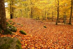 Herbstlicher Farbenzauber