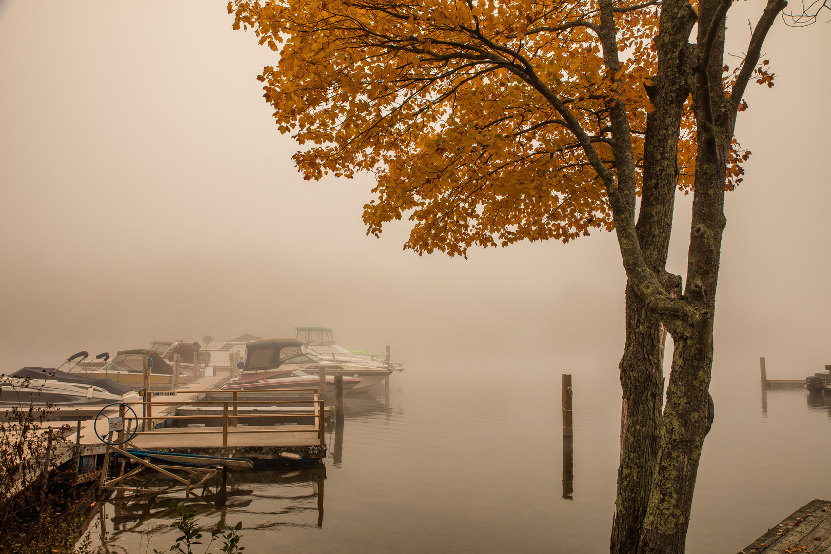 herbstlicher Farbklecks am nebligen Hafen