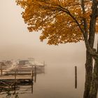 herbstlicher Farbklecks am nebligen Hafen