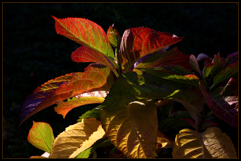 Herbstlicher Farbrausch