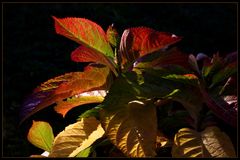 Herbstlicher Farbrausch