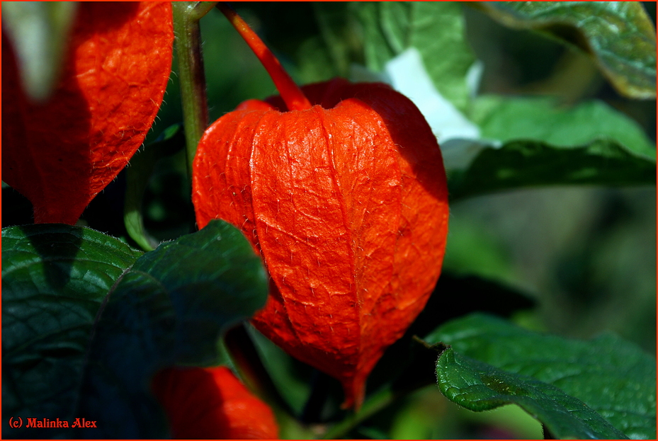 ** Herbstlicher Farbrausch...**