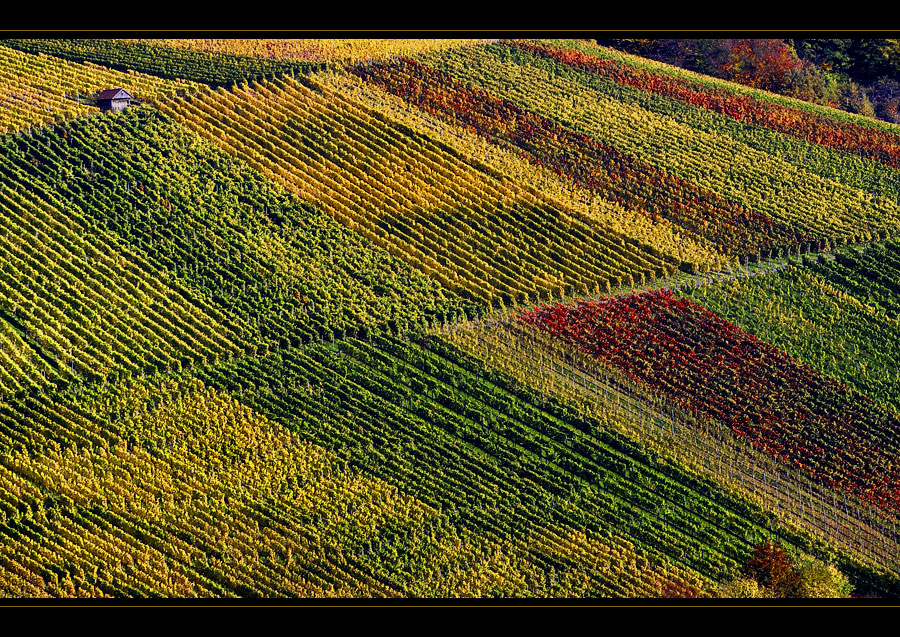 herbstlicher Farbteppich