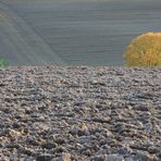 Herbstlicher Farbtupfer