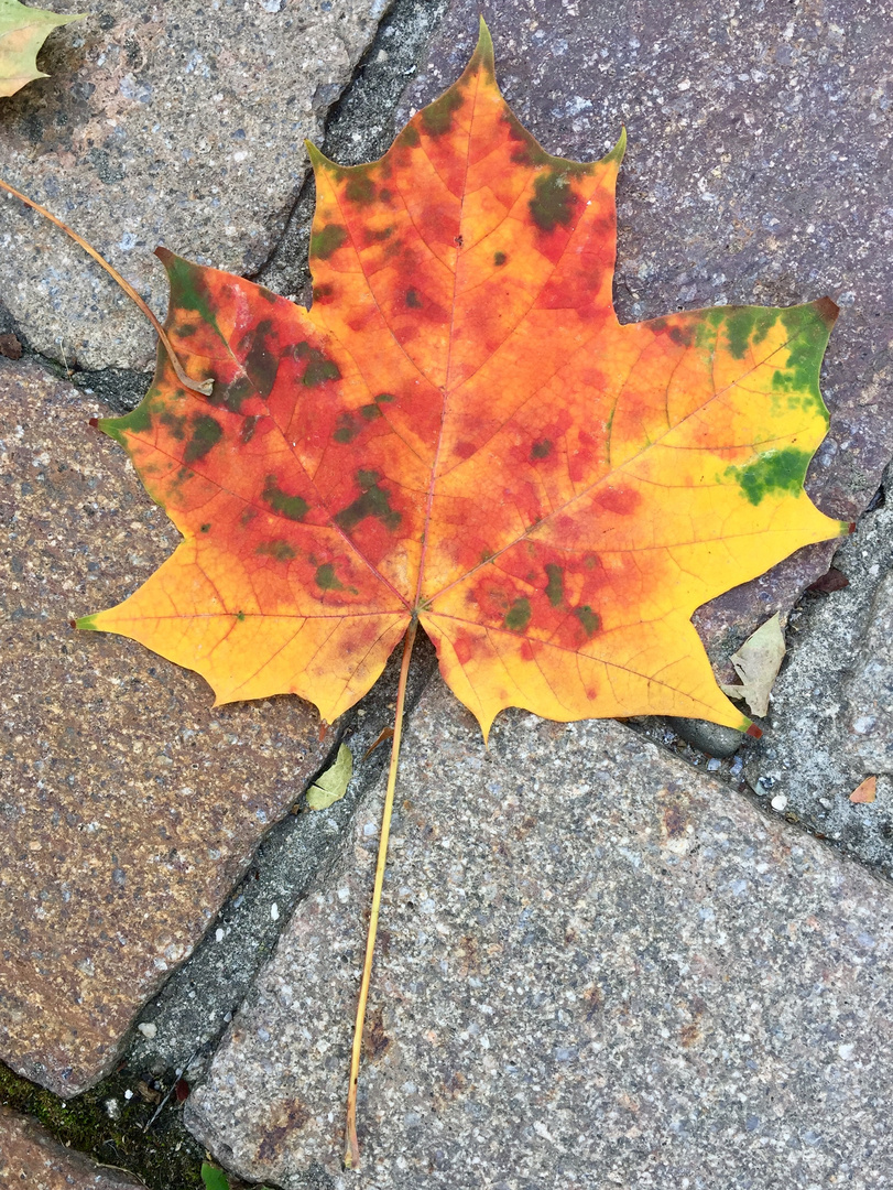 Herbstlicher Farbtupfer