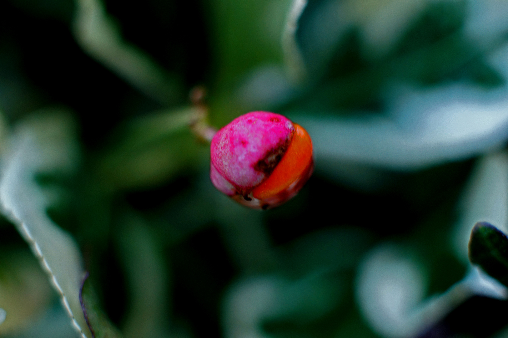 Herbstlicher Farbtupfer