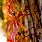 herbstlicher Farbverlauf