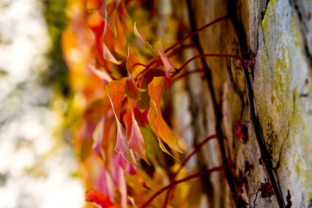 herbstlicher Farbverlauf von Gwendoline77 