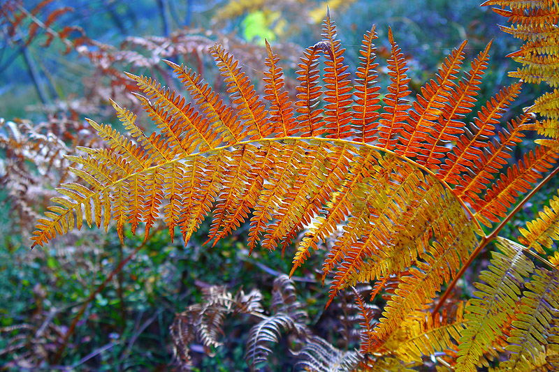 Herbstlicher Farn