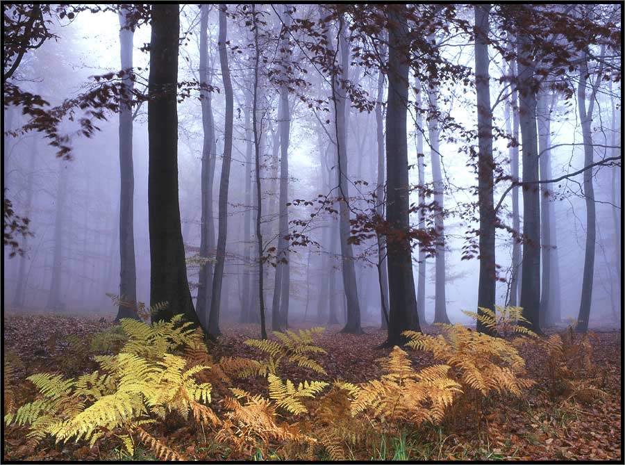 Herbstlicher Farn I