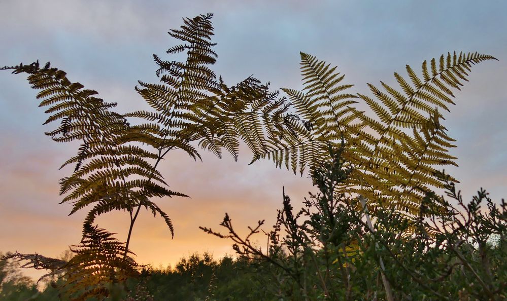 Herbstlicher Farn im Abendlicht