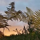 Herbstlicher Farn im Abendlicht