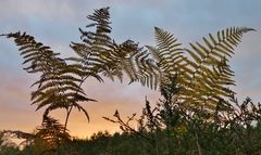 Herbstlicher Farn im Abendlicht