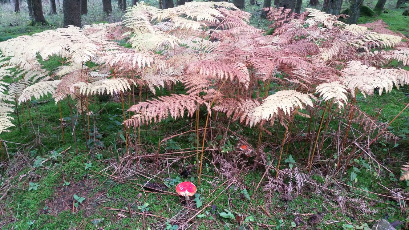 Herbstlicher Farn-Wald