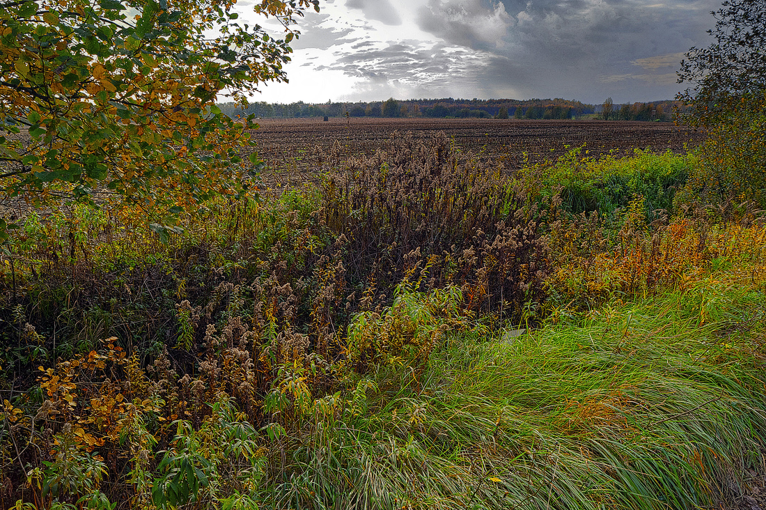 Herbstlicher Feldrain