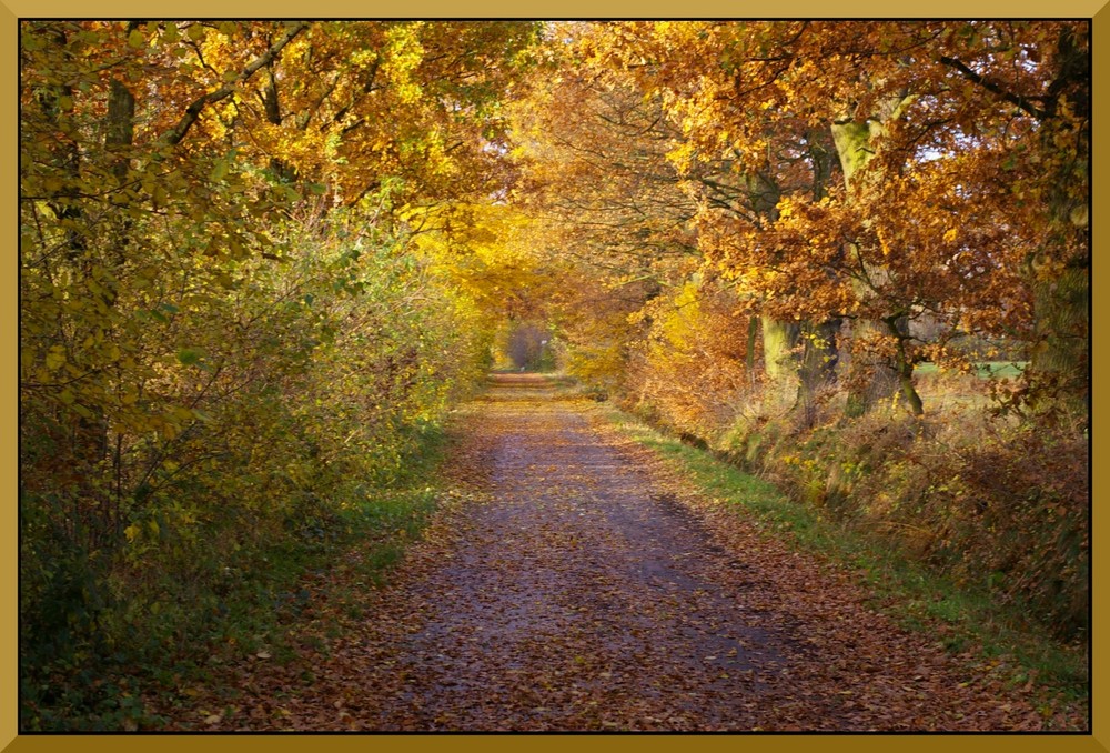 Herbstlicher Feldweg...