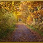 Herbstlicher Feldweg...