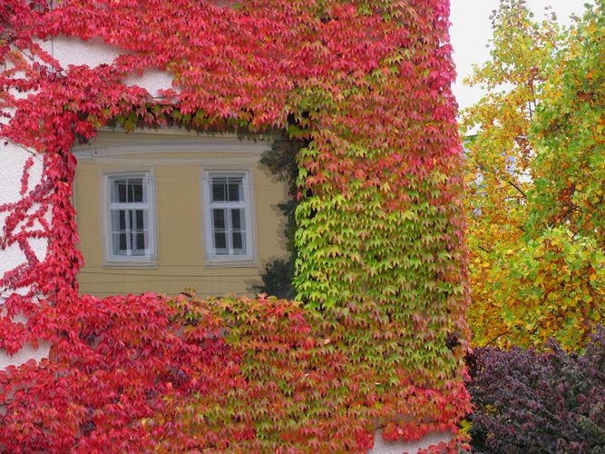 Herbstlicher Fensterrahmen