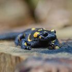 Herbstlicher Feuersalamander