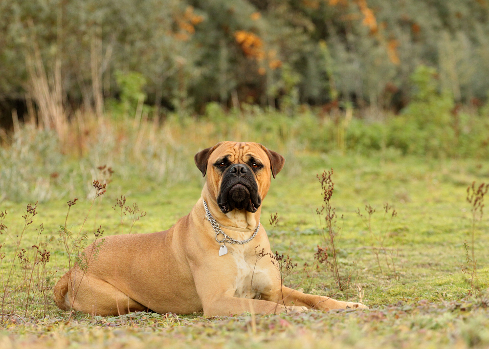 Herbstlicher Filou