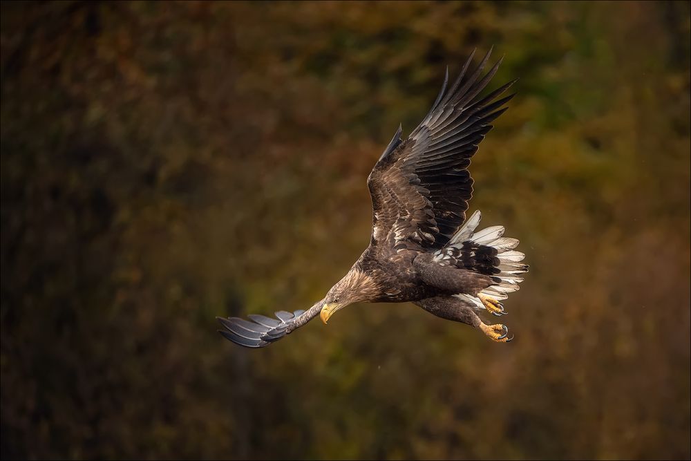 Herbstlicher Flug des Seeadler