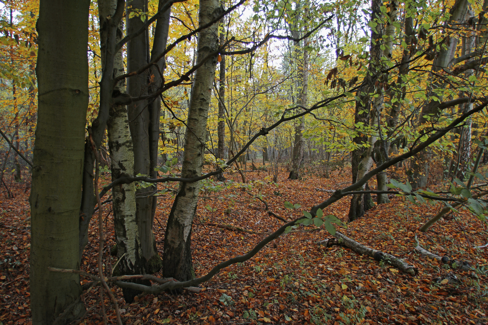 Herbstlicher Forst