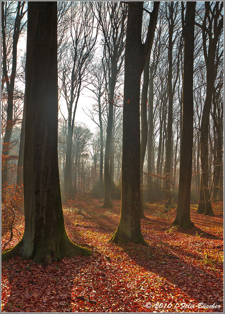 Herbstlicher Forst (Buchholz in Recke)