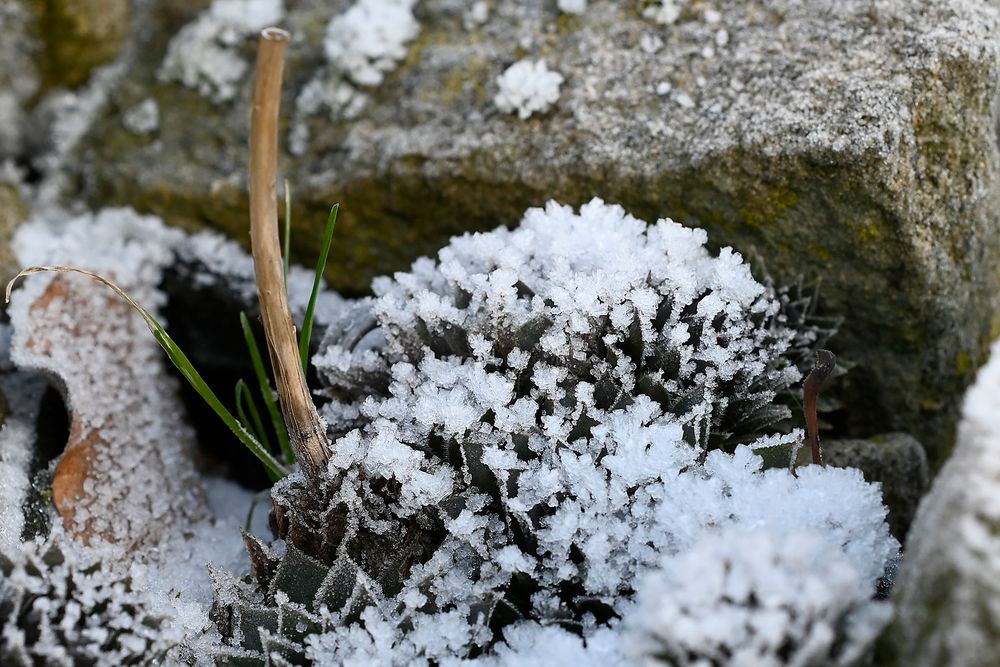 Herbstlicher Frostüberzug im Steingarten (Hauswurz) kurz vor Winteranfang