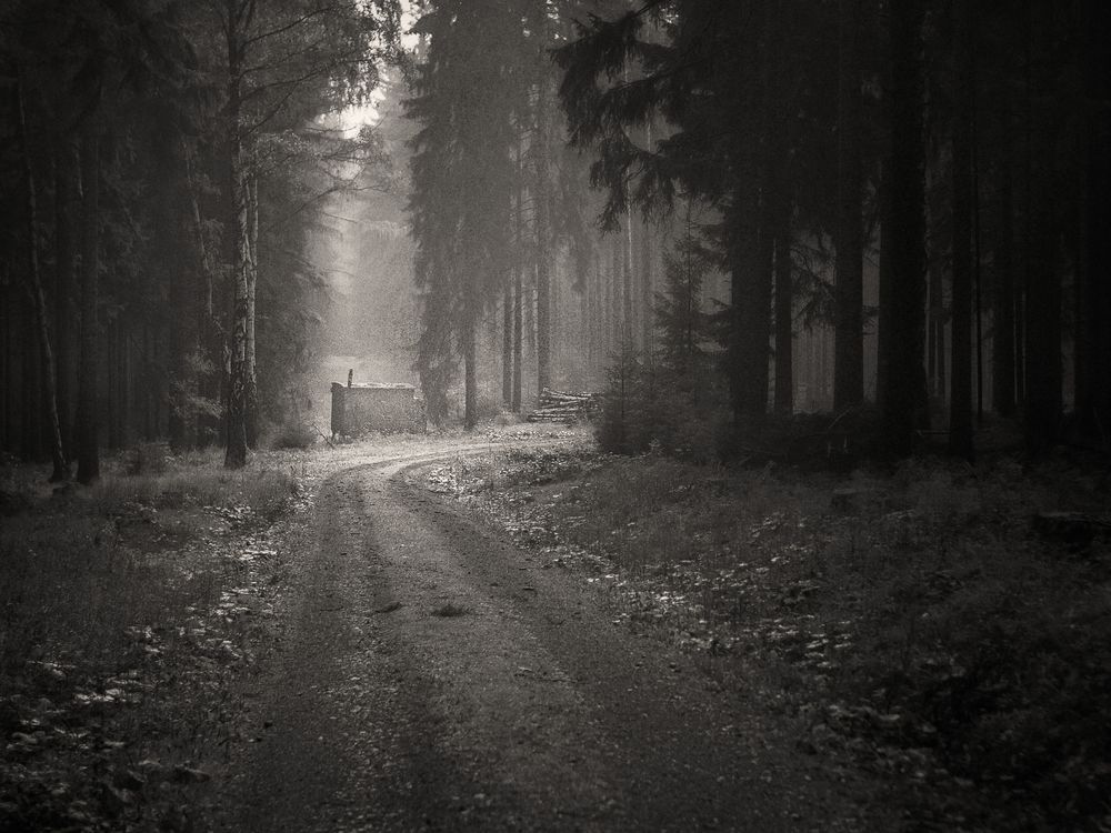 ... herbstlicher Frühdunst im Forst ...