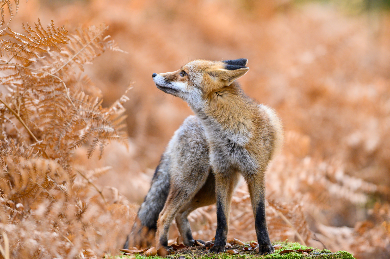 Herbstlicher Fuchs