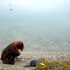 Herbstlicher Fund am See, weggeworfen ...!